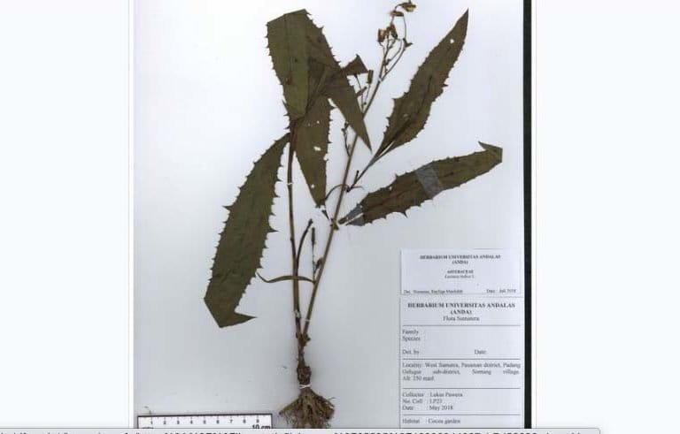 Lactuca indica L., satu spesimen digital Gerbarium Anda. Foto: dari laman Herbarium Anda
