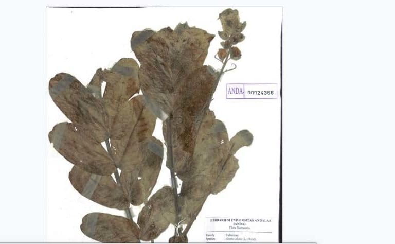 Tampilan spesimen digital dari Herbarium Anda. Foto: dari laman Herbarium Anda