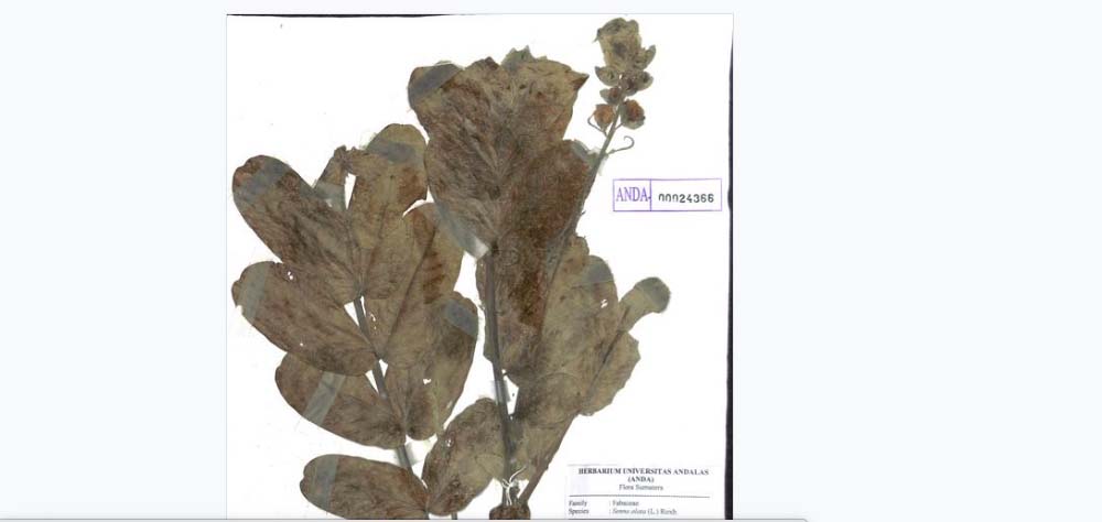 Tampilan spesimen digital dari Herbarium Anda. Foto: dari laman Herbarium Anda