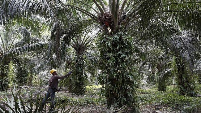 Kebun sawit warga di Desa Parupuk. Warga alami masalah abrasi sampai biaya perawatan mahak. Foto: Yael Stefany