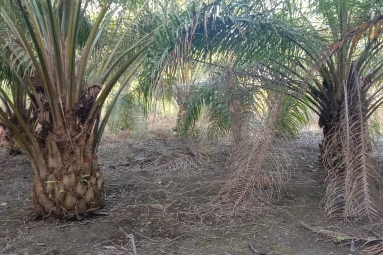 Kebun sawit usai dibersihkan. Foto: Yael Stefany
