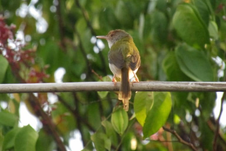 Cinenen Pisang, Burung Mungil Penjahit Daun yang Akrab di Pekarangan Kita