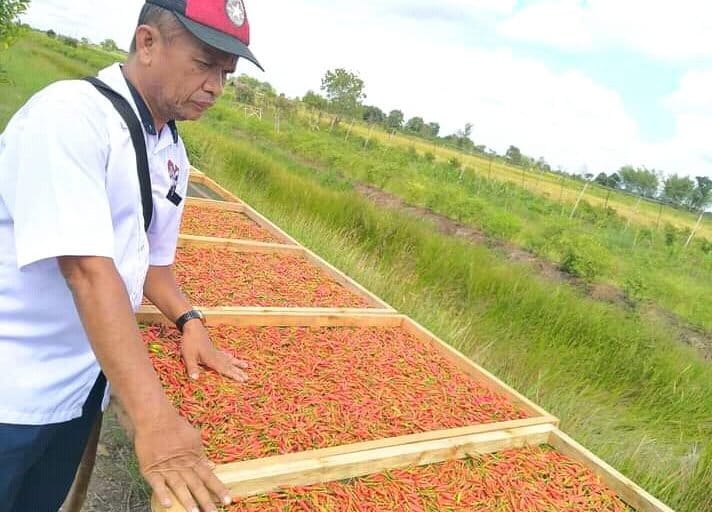 Cabai hiyung usai panen. Foto: M Rahim Arza/ Mongabay Indonesia