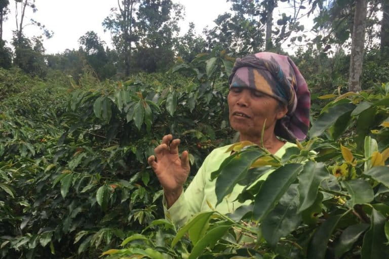Rusmedia Lumbangaol sedang memetik biji kopi di kebunnya. Foto: Barita News Lumbanbatu/ Mongabay Indonesia