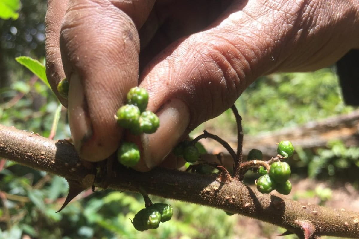 Andaliman, yang ditemukan tumbuh di dekat pohon kemenyan. Foto: Barita News Lumbanbatu/ Mongabay Indonesia