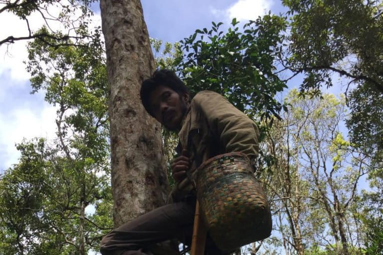 Ganjang, memakai alat bantu memanjat pohon menderes getah kemenyan, Desa Pandumaan. Foto: Barita News Lumbanbatu/ Mongabay Indonesia