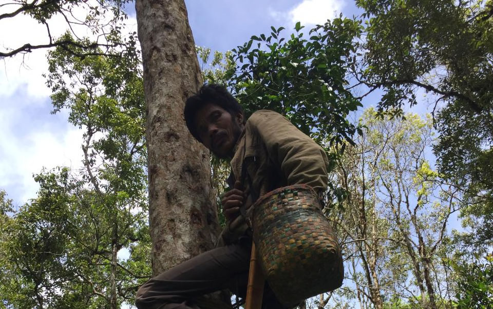 Ganjang, memakai alat bantu memanjat pohon menderes getah kemenyan, Desa Pandumaan. Foto: Barita News Lumbanbatu/ Mongabay Indonesia