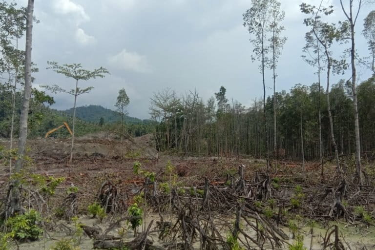 Hutan mangrove yang ditebang dan digusur untuk perluasan areal perusahaan di dekat jalan utama jalan menuju Gemaf