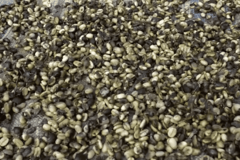 Kopi, hasil panen warga adat Natumingka. Foto: Ayat S Karokaro/ Mongabay Indonesia
