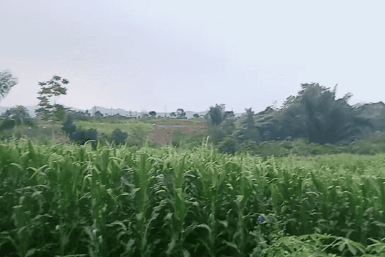 Ladang jagung warga adat Natumingka. Foto: Ayat S Karokaro/ Mongabay Indonesia