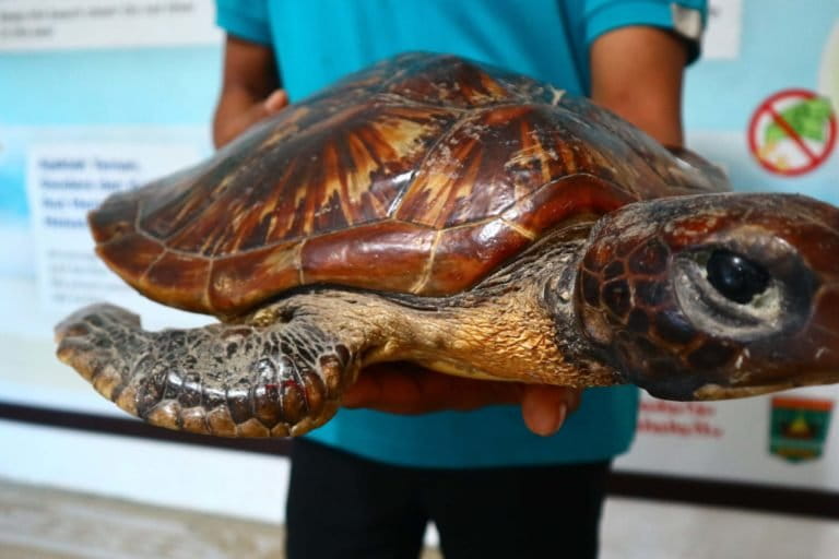 Pati Hariyose, saat edukasi pada warga atau pengunjung pantai soal penyu gunakan awetan penyu yang dia temukan mati dengan tubuh banyak sampah. Foto: Jaka HB/ Mongabay Indonesia