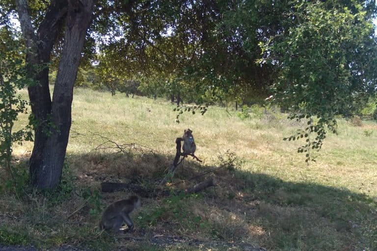 Monyet ekor panjang di Taman Nasional Baluran, biasa mendekati pengjunjung seolah minta makan. Profauna mengingatkan, hindari memberi makanan kepada satwa liar. Foto: Gafur Abdullah/ Mongabay Indonesia