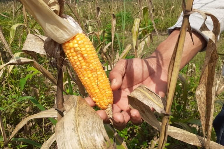 Jagung, salah satu tanaman pangan orang Sakai di Riau. Foto: Suryadi/ Mongabay Indonesia
