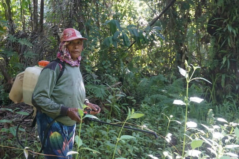 Mama Aleta, sedang menyemprot rumput liar di sekitar kebun sawit. Foto: Asrida Elisabeth/ Mongabay Indonesia