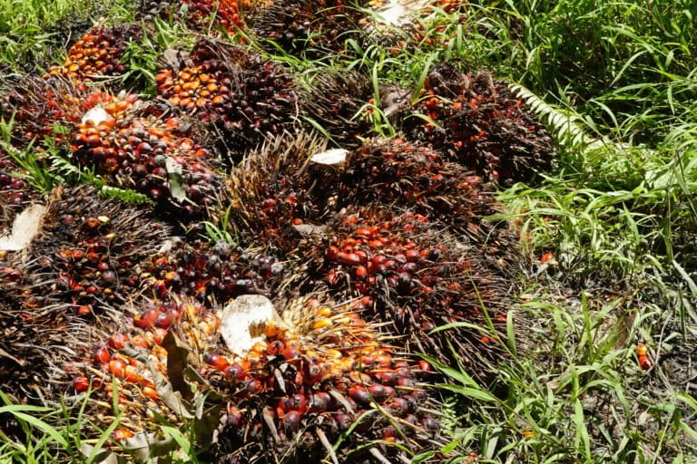 Panen sawit di PT Tandan Sawita Papua. Foto: Asrida Elisabeth/ Mongabay Indonesia