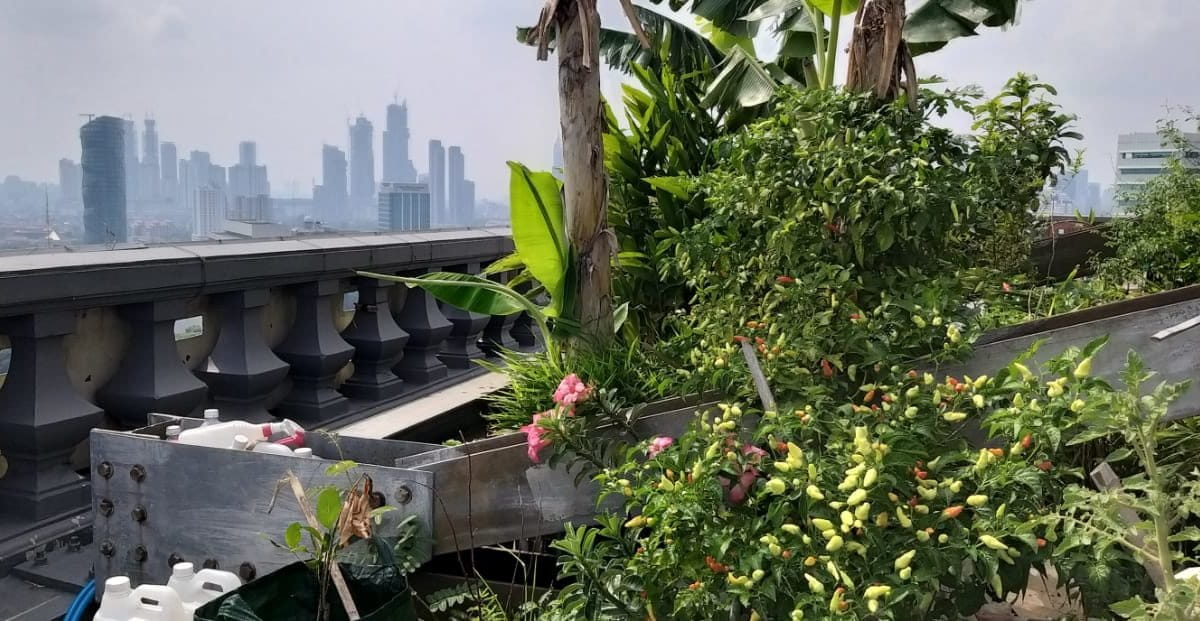 Kebun di atap, salah satu alternatif menambah ruang hijau di perkotaan. Foto: Sapariah Saturi/ Mongabay Indonesia