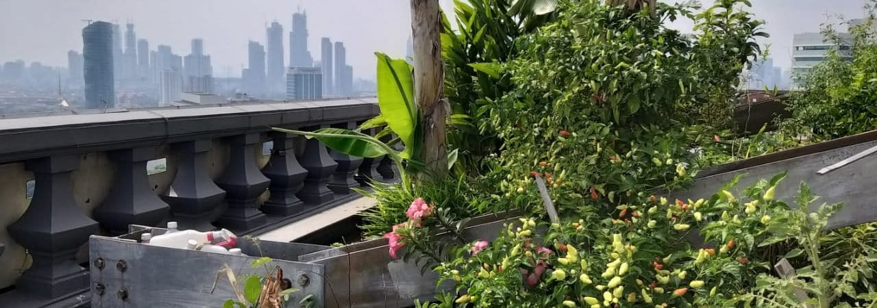 Kebun di atap, salah satu alternatif menambah ruang hijau di perkotaan. Foto: Sapariah Saturi/ Mongabay Indonesia