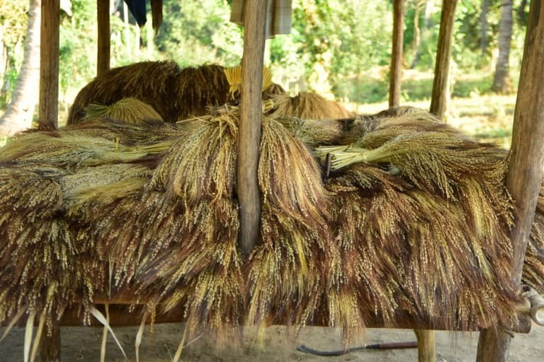 Padi bulu yang baru dipanen masih disimpan di gubuk kecil di tengah ladang. Setelah semua selesai dipanen dan melewati ritual, barulah boleh diangkut ke kampung untuk dimasukkan ke sambi’ (lumbung). Foto: Fathul Rakhman/Mongabay Indonesia