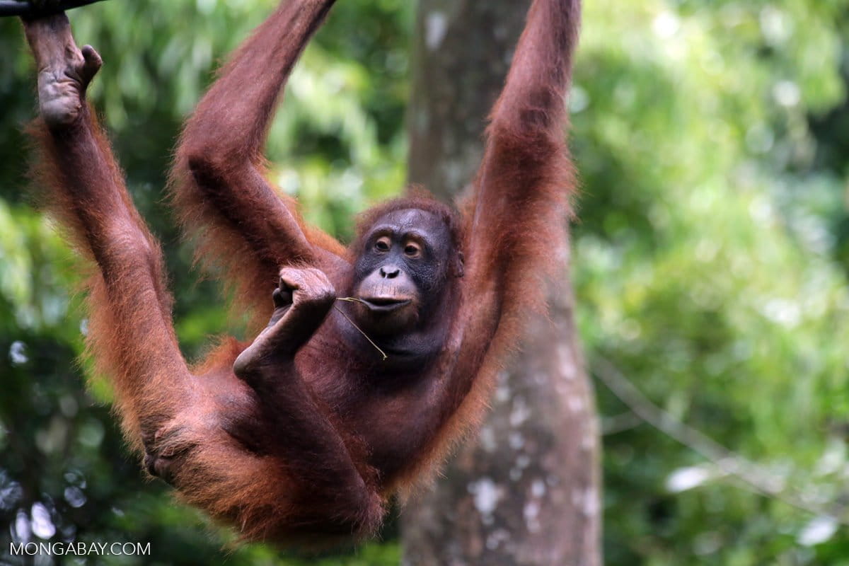 Orangutan Kalimantan di Sabah. Foto: Rhett Butler/ Mongabay