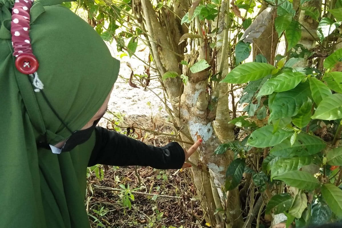 Tanaman di lahan gambut ini bermanfaat untuk pewarna alami kain sasirangan. Foto: M Rahim Arza/ Mongabay Indonesia