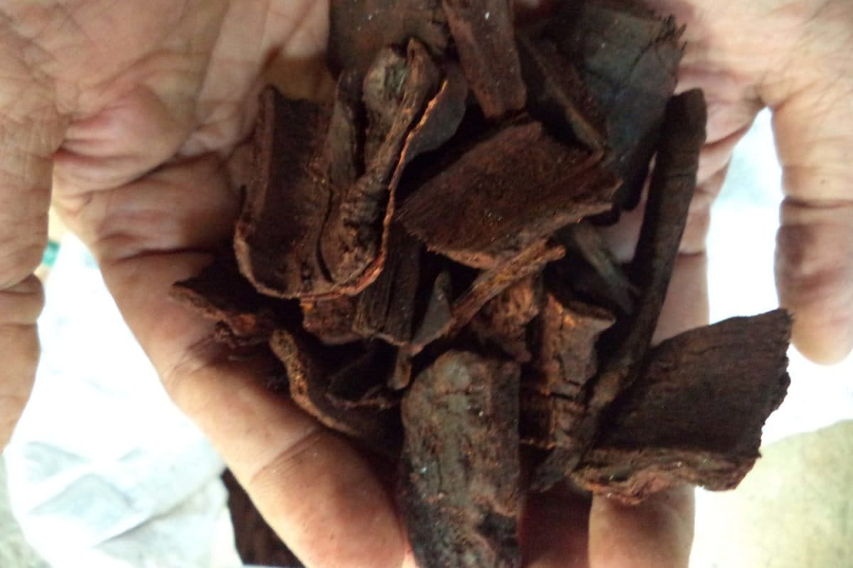 Salah stau bahan pewarna alami dari kulit kayu. Foto: M Rahim Arza/ Mongabay Indonesia