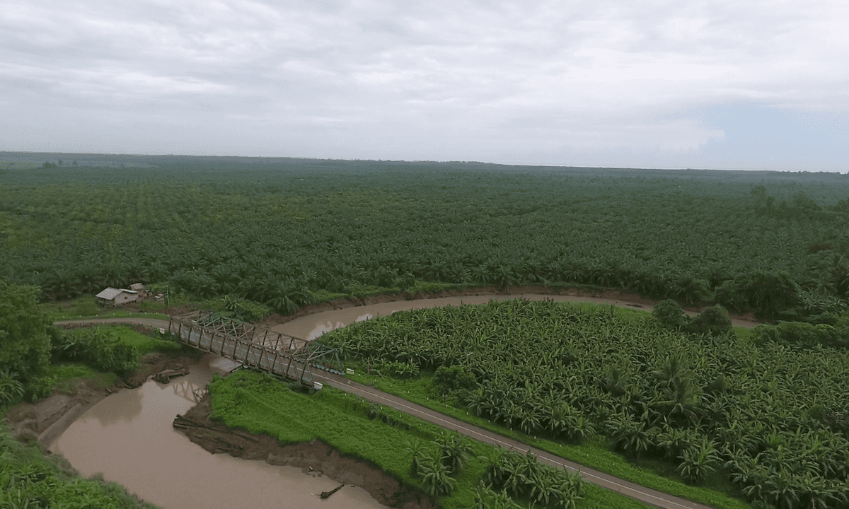 Sawit ditanam sampai ke bantaran sungai. Foto: Christ Belseran