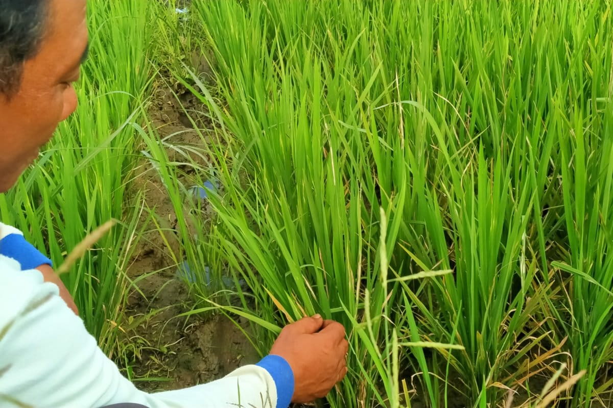 Tanaman padi terserang hama ulat. Areal sawah warga berdekatan dengan kebun sawit. Foto: Christ Belseran