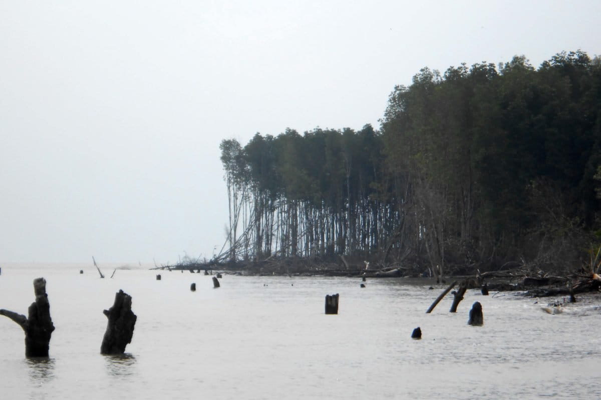 Mangrove rusak di Riau. Foto: Suryadi/ Mongabay Indonesia