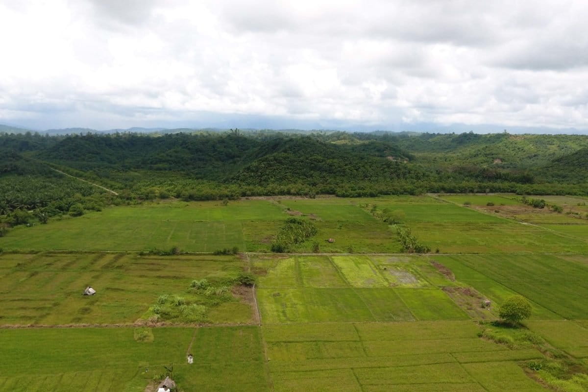 Kebun sawit PT Nusa Ina Group di Pulau Seram. Foto: Christ Belseran
