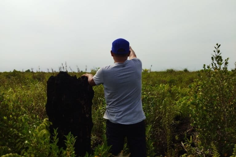 Tunggul pohon punak yang tersisa di areal PT PDIW, yang hanya ditumbuhi pakis, senduduk dan berbagai pohon jenis ficus.jpg Elviza