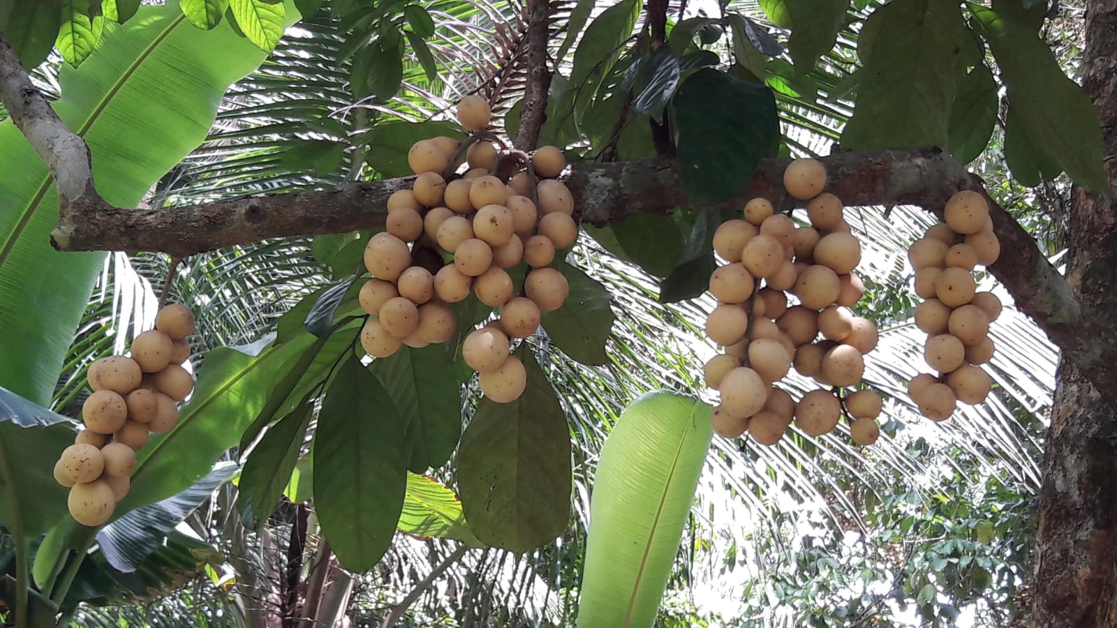 Langsat Punggur, salah satu buah andalan Kalbar dari hasil kebun warga. Kebun warga yang dikelola turun menurun berisi beragam buah-buahan dari durian, langsat, manggis, cempedak, rambai, pisang, kopi, rambutan, dan lain-lain. Foto: Sapariah Saturi/ Mongabay Indonesia