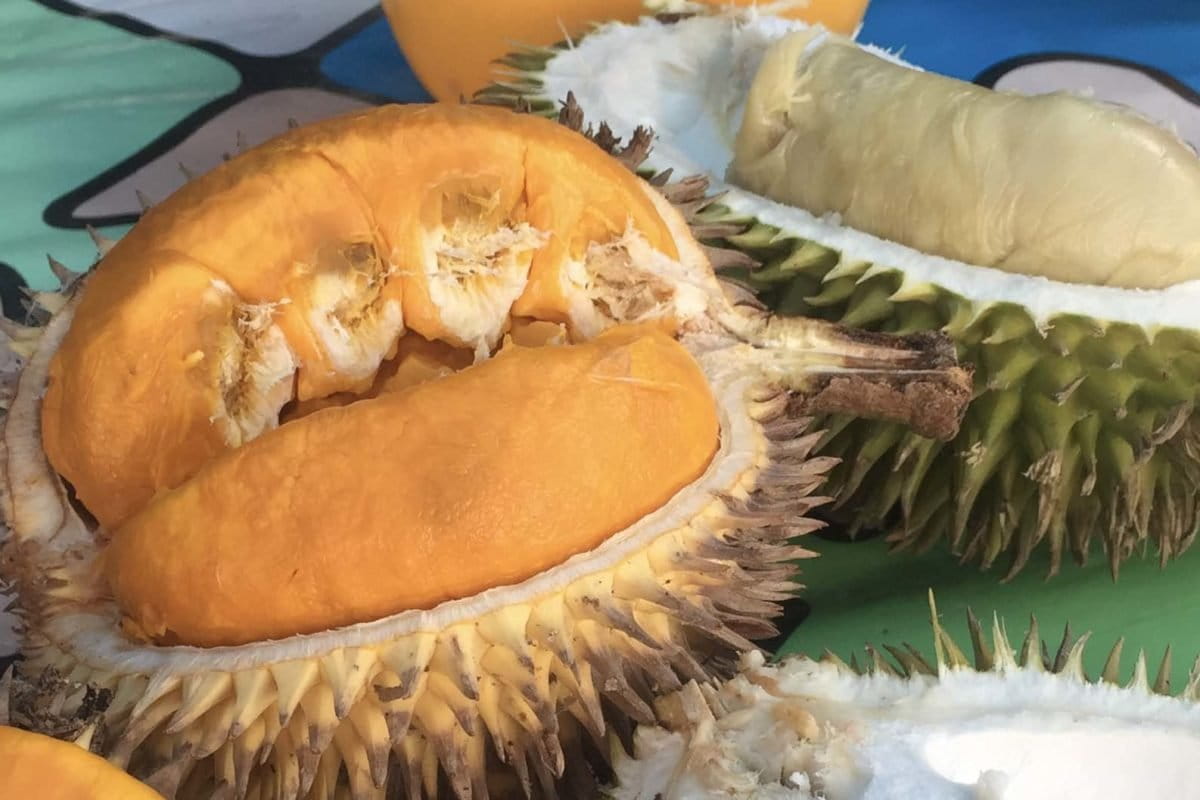 Kalimantan kaya jenis durian. Dua di antaranya, durian kuning dan durian putih. Foto: Sarah Agustiorini