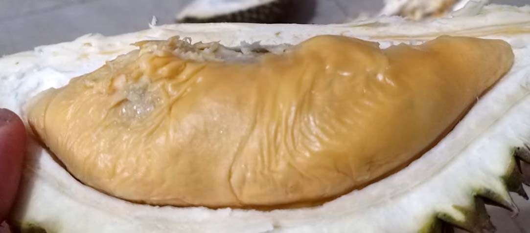 Durian dari Punggur, Kabupaten Kubu Raya, Kalbar. Foto: Sapariah Saturi/ Mongabay Indonesia