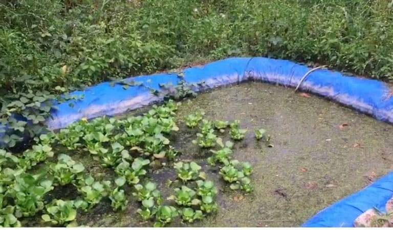 Kolam ihan Batak. Foto: Barita NL/Mongabay Indonesia