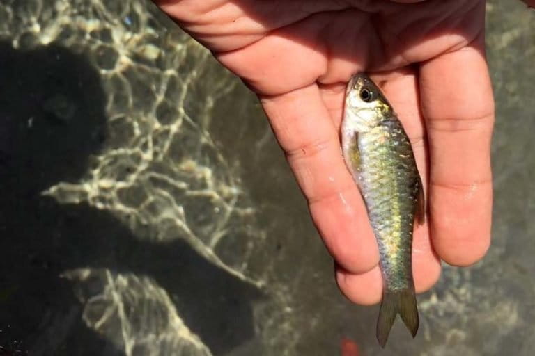 Ihan Batak, ikan endemik perairan Danau Toba. Foto: Barita NL/ Mongabay Indonesia
