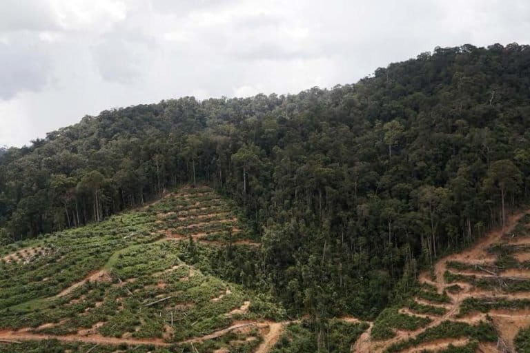 Hutan adat Laman Kinipan, yang berubah jadi kebun sawit skala besar. Foto:Meta Septalisa