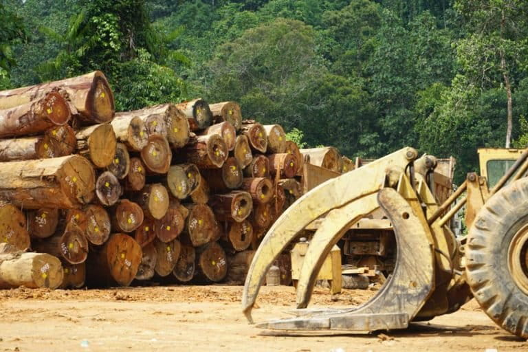Kayu-kayu dari hutan adat yang terbabat jadi kebun sawit. Foto: Meta Septalisa
