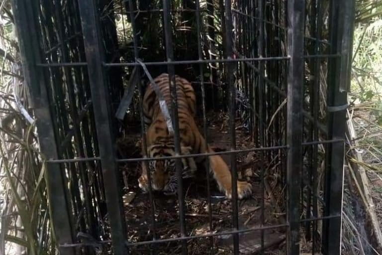 Harimau betina yang diberi nama Sipogu ini diperkirakan baru berumur satu tahun. Ia merupakan satwa yang diselamatkan dari perkebunan PT. PMS oleh BKSDA Sumbar pada tanggal 19 Juli 2021 dengan menggunakan kandang jebak/boxtrap yang dipasang di kawasan perkebunan PT. PMS. Foto: BKSDA Sumatera barat/ Mongabay Indonesia.
