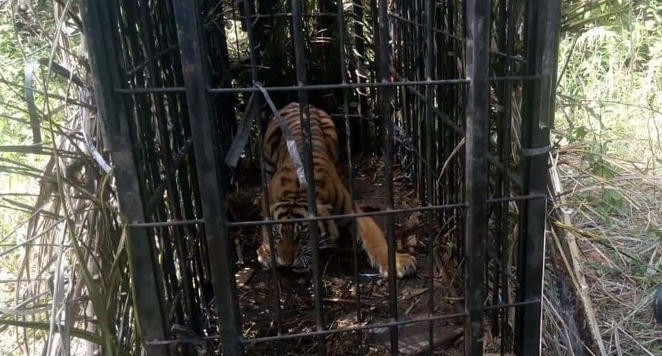 Harimau betina yang diberi nama Sipogu ini diperkirakan baru berumur satu tahun. Ia merupakan satwa yang diselamatkan dari perkebunan PT. PMS oleh BKSDA Sumbar pada tanggal 19 Juli 2021 dengan menggunakan kandang jebak/boxtrap yang dipasang di kawasan perkebunan PT. PMS. Foto: BKSDA Sumatera barat/ Mongabay Indonesia.