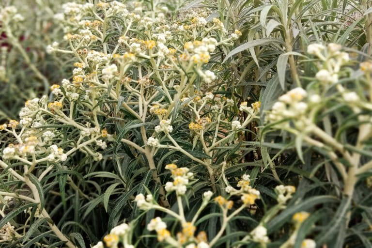 Edelweiss atau yang populer disebut Bunga Abadi di lokasi budidaya di Wonokitri yang tumbuh subur.