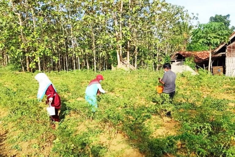 Petani perempuan panen caba. Foto: Gafur Abdullah/ Mongabay Indonesia