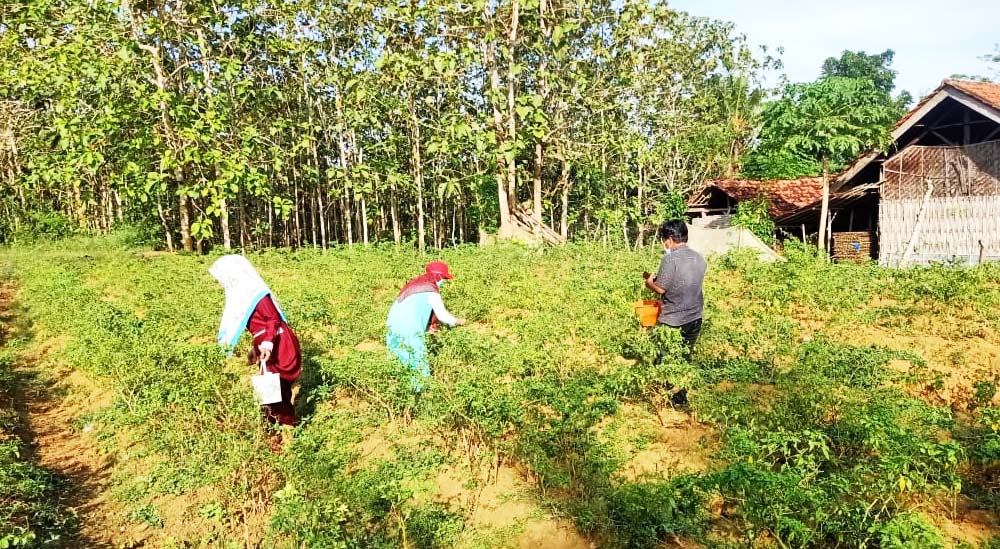Petani perempuan panen caba. Foto: Gafur Abdullah/ Mongabay Indonesia