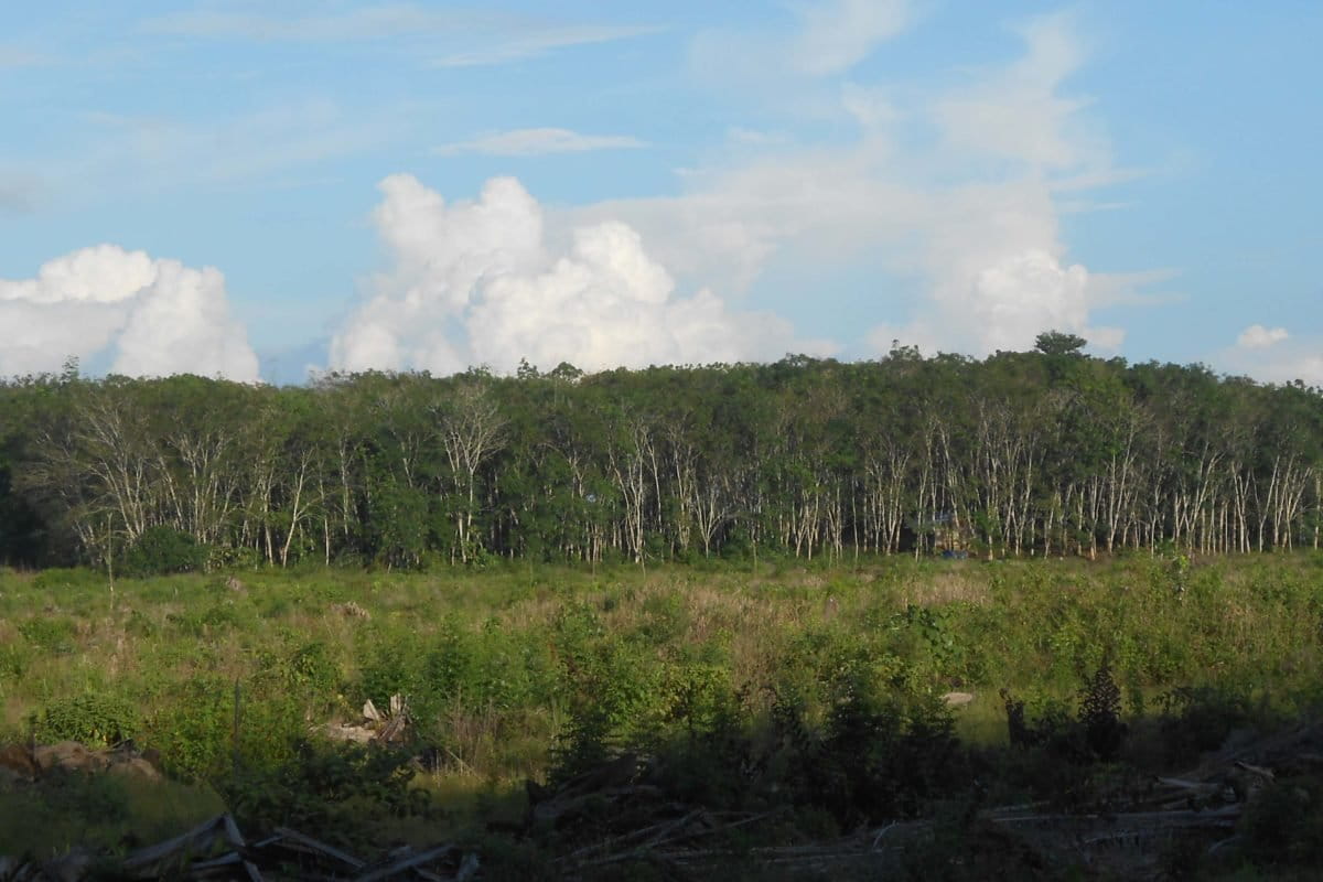 Kebun masyarakat yang diklaim masuk HGU Dutapalma. Foto: dokumen warga