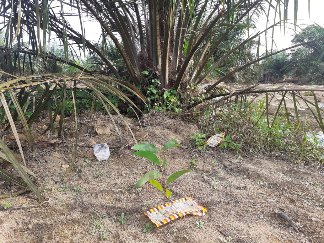 Bibit akasis mulai tanam di sekitar sawit. Foto: Suryadi/ Mongabay Indonesia