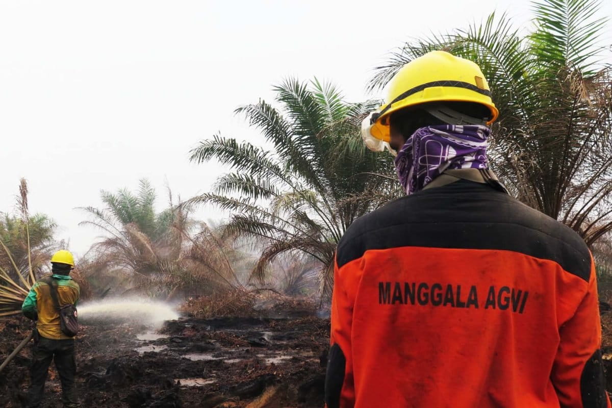 Upaya pemadaman karhutla di kebun sawit Desa Puding, Muaro Jambi.JPG