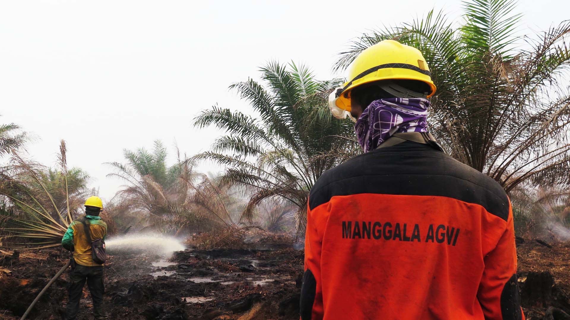 Upaya pemadaman karhutla di kebun sawit Desa Puding, Muaro Jambi. Foto: Elviza Diana/ Mongabay Indonesia