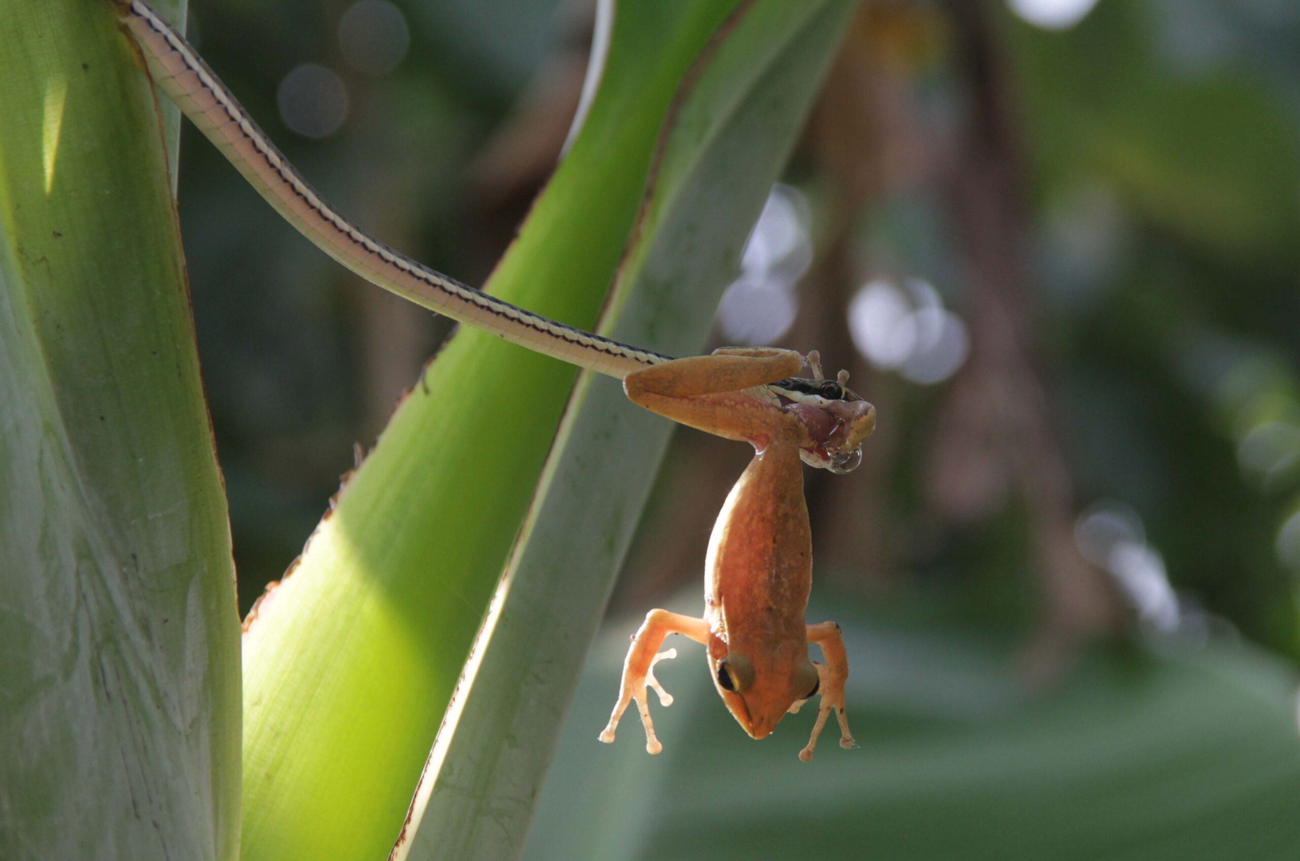 Shahnozabonu porno Rossiyalik juftlikni olib ketish
