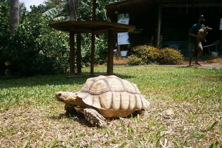 Kura-kura Sulcata koleksi Jogja Exotarium sedang cari makan di area pelepasan. Foto: Nuswantoro/ Mongabay Indonesia