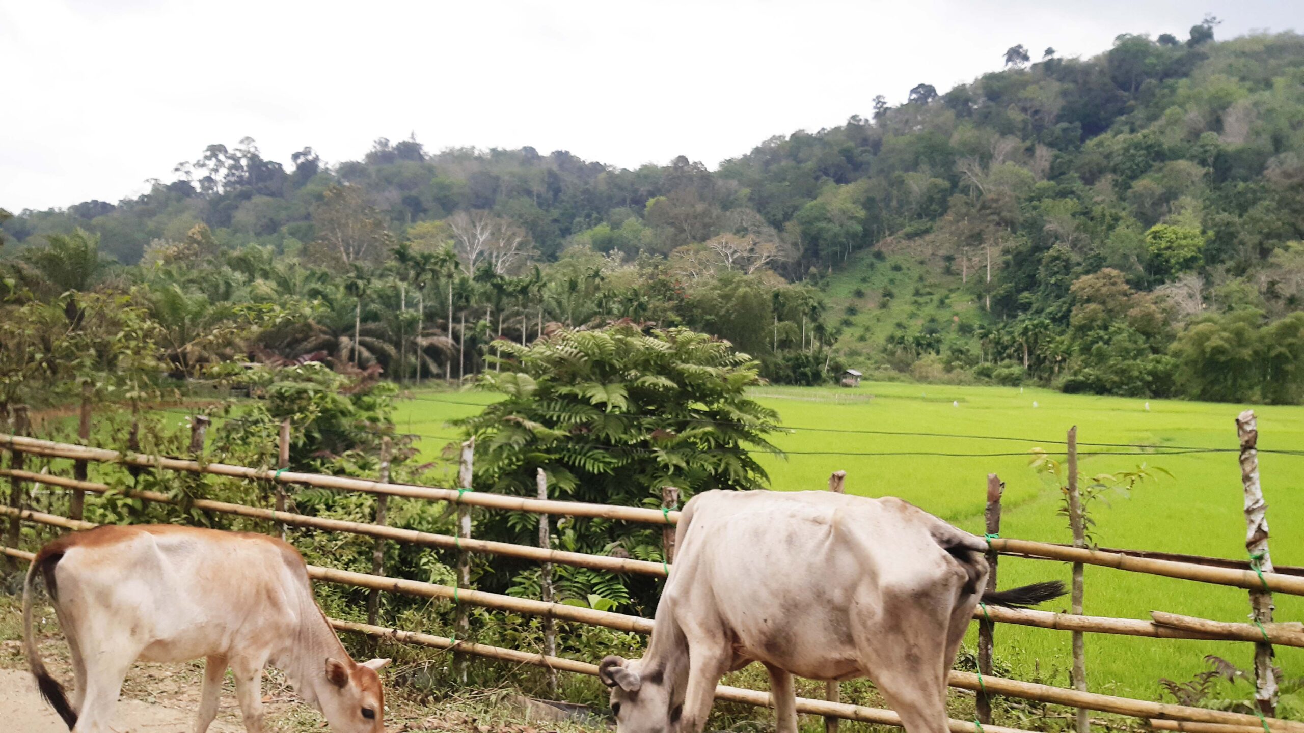 Ternak dan sawah di Nagari Paru. Foto: Jaka HB/ Mongabay Indonesia