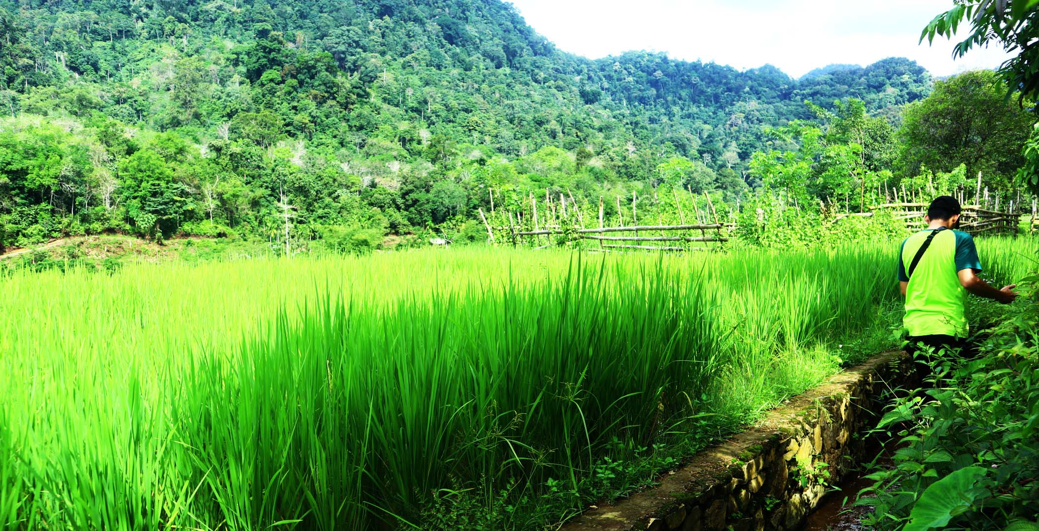 Sawah di Nagari Paru. Warga nagari menjaga hutan, antara lain, demi menjaga sumber air buat pertanian tetap mengalir. Foto: Jaka HB? Mongabay Indonesia